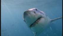 Life-saving shark attack: Man is attacked by shark and is grateful to him for it