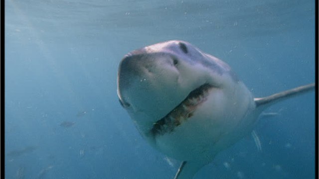 Life-saving shark attack: Man is attacked by shark and is grateful to him for it