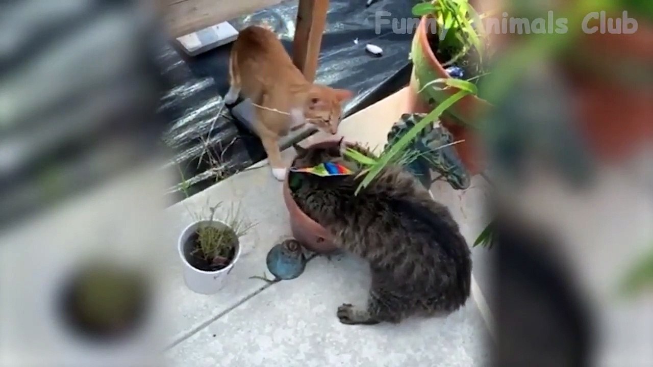 Funniest Dogs  And Cats  Videos -  Try Not To Laugh Pets - Animals From Tik Tok