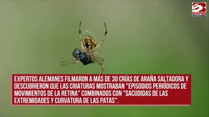 Las arañas duermen de la misma manera que los humanos