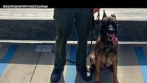 KCSO mourning death of K-9 Hannes