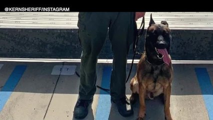 KCSO mourning death of K-9 Hannes