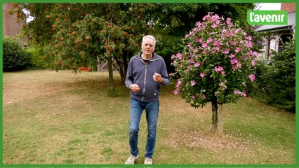 Nos conseils pour traiter votre pelouse brûlée par l sécheresse