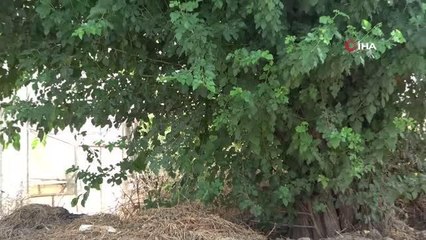 Antalya 3. sayfa haberi | Antalya'da 15 gün önce ağaç altına bırakılan bebeğin ailesi bulundu