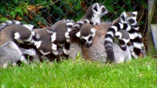 Group_of_Ringtailed_Lemurs