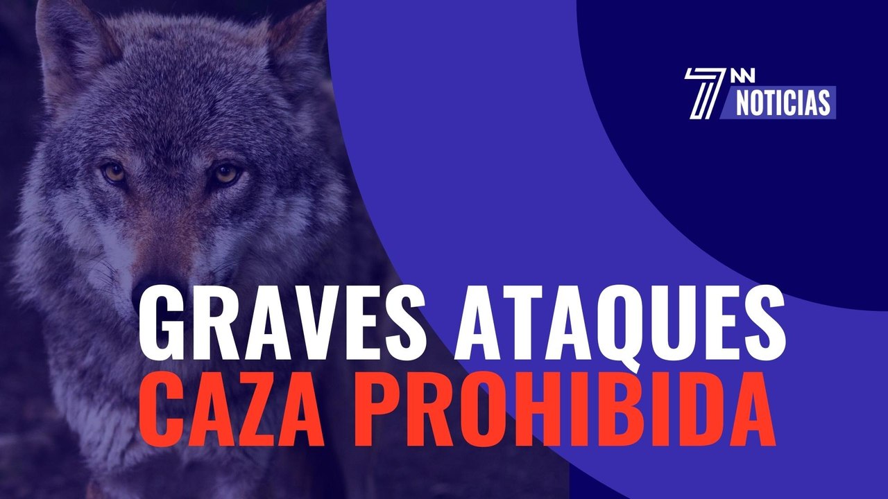 En un mismo día, registramos dos graves ataques del lobo en Asturias y la Comunidad de Madrid
