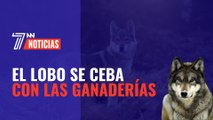 El lobo se ceba con la ganadería mientras sigue contando con la protección de las instituciones