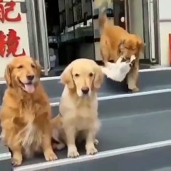 Pas d'instinct canin suite