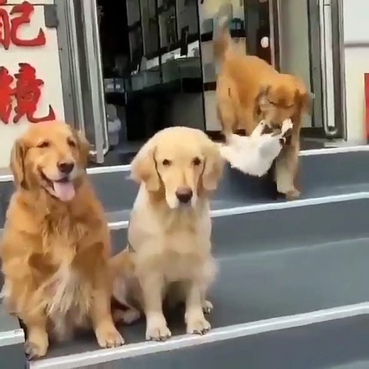 Pas d'instinct canin suite
