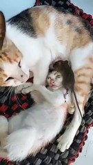 Induk Kucing Menyusu Tikus