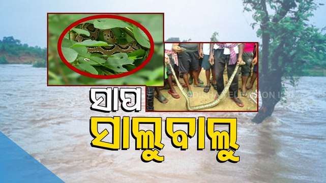 Fear of snakes looms large amid flood in Odisha, know how to remain safe | Special Story