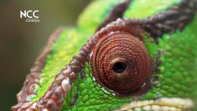 Reporte Climático 55 | Especies invasoras y cambio climático