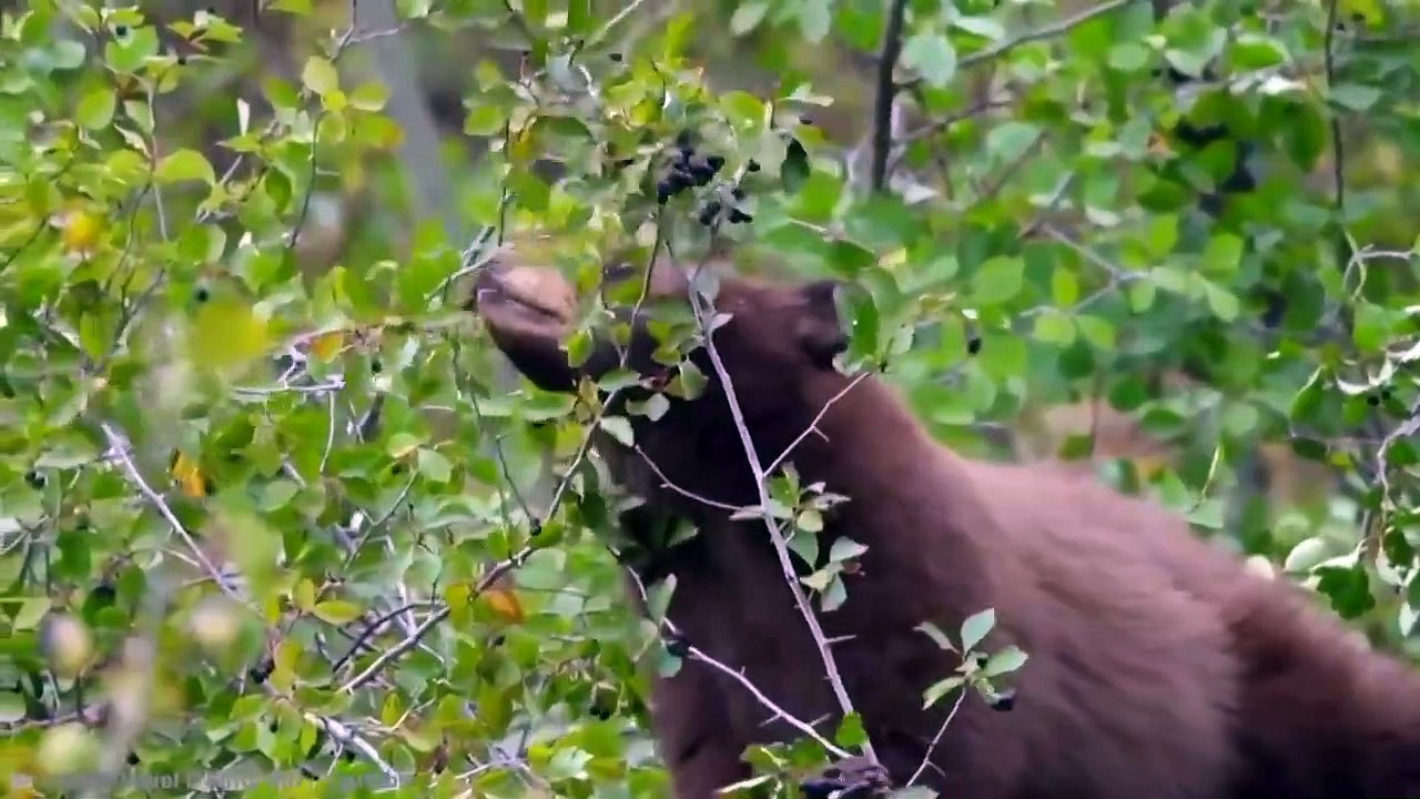 No One Would Believe Any of This, If it Didn’t Get Caught On Camera