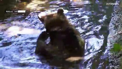 Drei Bären erschossen – Griechische Behörden jagen die Killer