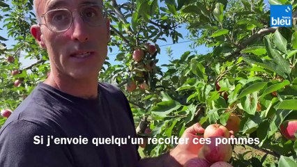Récolte de pommes dans l'Hérault : des fruits trop petits et tout pourris à cause de la chaleur