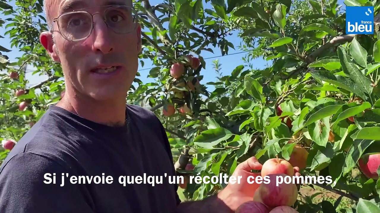 Récolte de pommes dans l'Hérault : des fruits trop petits et tout pourris à cause de la chaleur