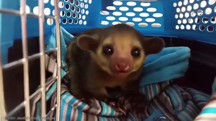 Why The World Should Fear Dolphins Not Sharks