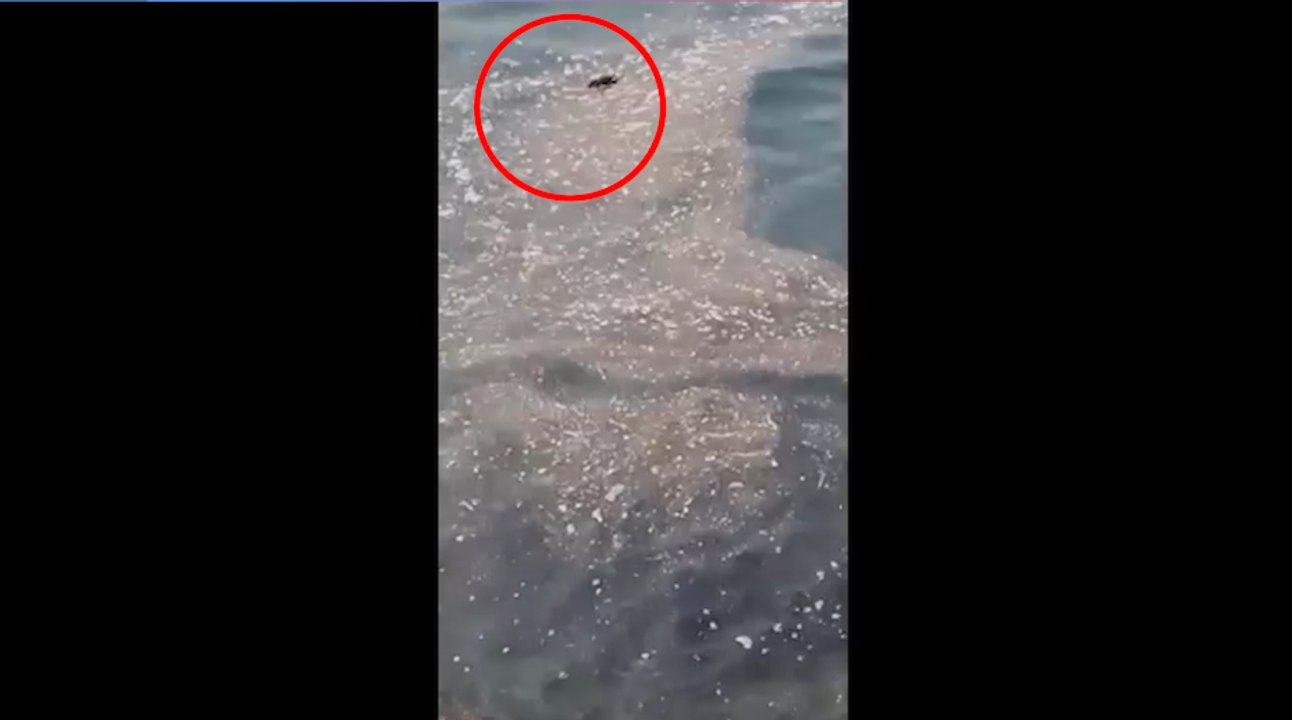 Decine di topi morti in mare di fronte a Napoli: allarme tra i bagnanti a Nisida