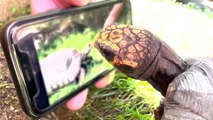 Tortoise Tries To Eat Tomato Through Phone While Watching Video of Eating