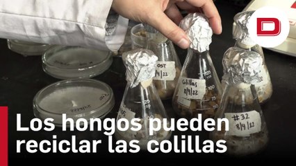 Los hongos pueden ser clave para reciclar las colillas de cigarrillos