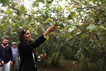 AK Partili Karaaslan, fındık üreticileriyle buluştu