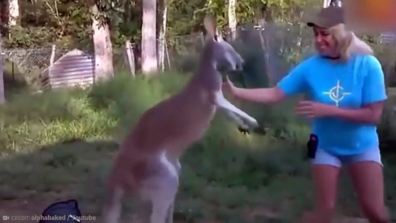 15 Times Humans Messed With The Wrong Animals
