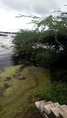 Thousands of fish died in Sarjana dam of Vallabhnagar