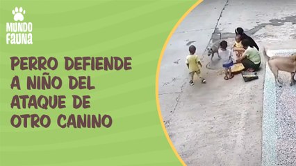 Todo un héroe: perro defiende a niño del ataque de otro canino