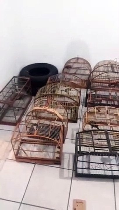 Vídeo: 40 pássaros silvestres são resgatados na BR-282 em Palhoça