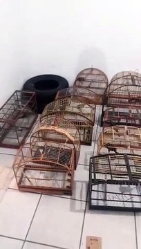 Vídeo: 40 pássaros silvestres são resgatados na BR-282 em Palhoça