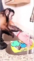 Monkey Bath Time! #monkey #bathtime #fun