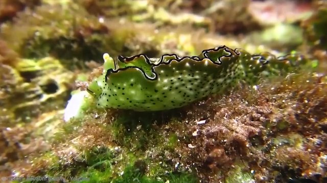 15 Mysterious Events That Left Scientists Scratching Their Heads