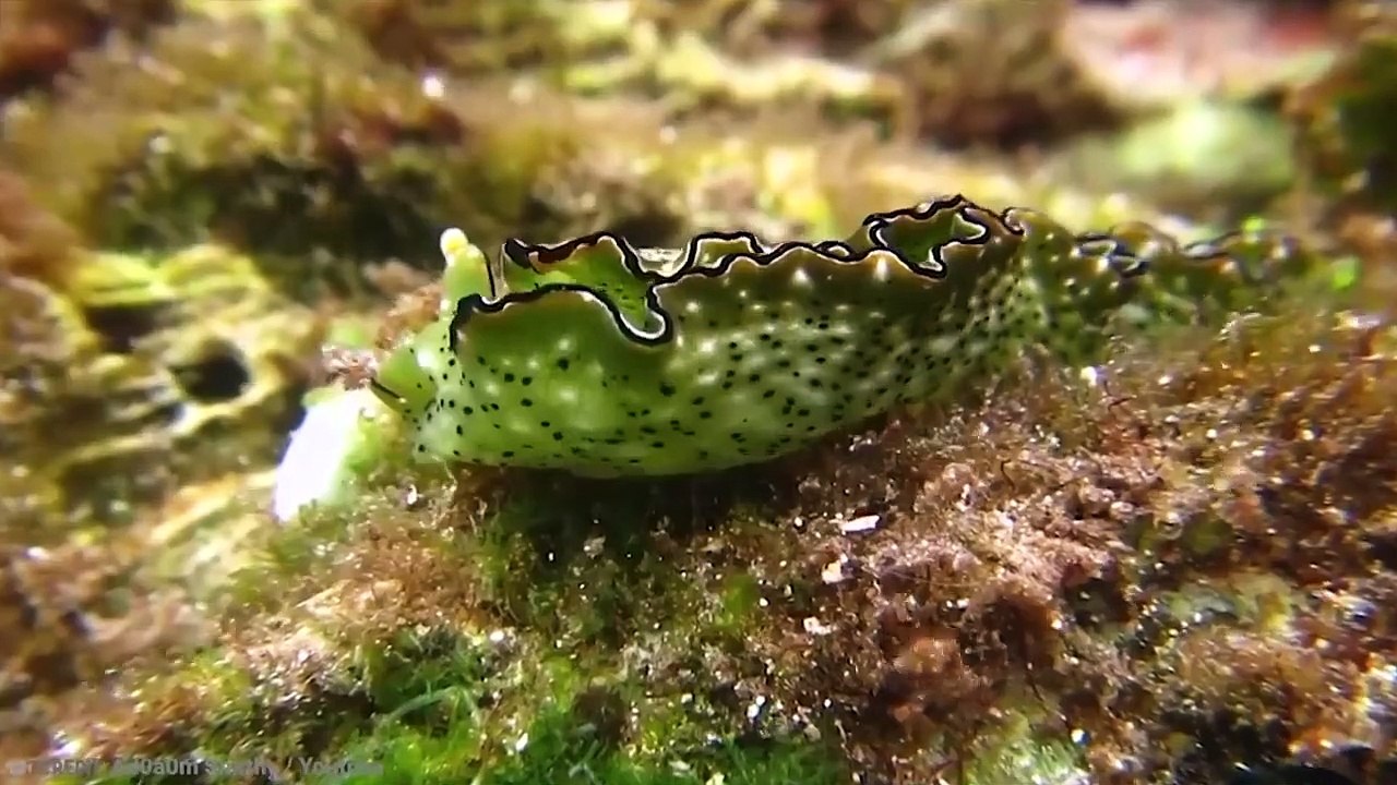 15 Mysterious Events That Left Scientists Scratching Their Heads