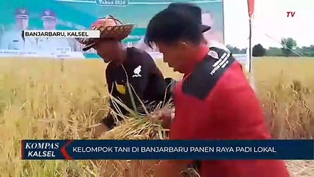 Miliki 176 Hektar Lahan, Kelompok Tani Karya Bakti Sukses Panen 8 Ton Padi Lokal Per Hektar!