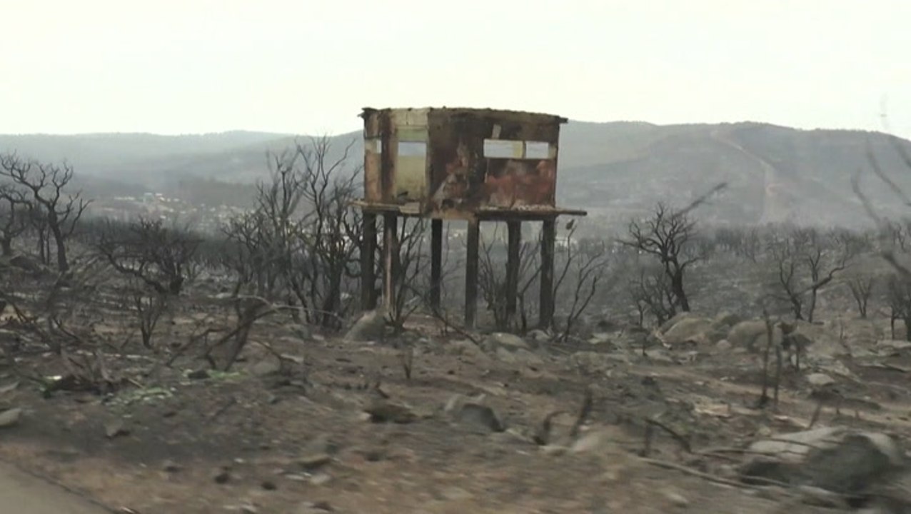 Deadly wildfires bring catastrophe to drought-stricken Algeria