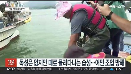 그물에 고기 대신 해파리만…남해안 어민들 시름