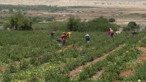 نظم زراعية حديثة تقلل من استهلاك المياه في الأردن
