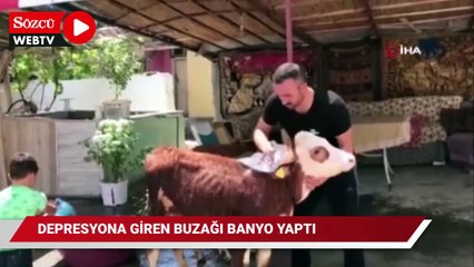 Depresyona giren buzağısını bu kez banyo yaptırdı
