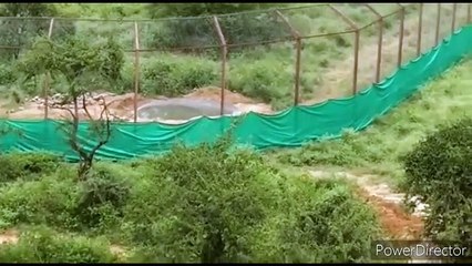 जल्द ही रणथम्भौर से शिफ्ट किया जाएगा टी-104