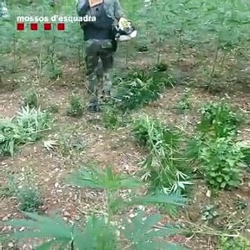 Desmantelada una plantación de marihuana en Albanyà (Girona)
