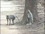 Langur monkeys mating or show of dominance_