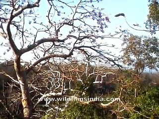 Leopard on a tree, Central India