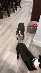 Boston Terrier Is Down With the Sickness