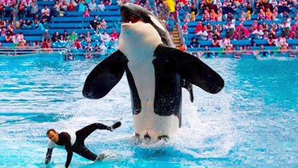 15 Things Seaworld Doesn't Want You To Know