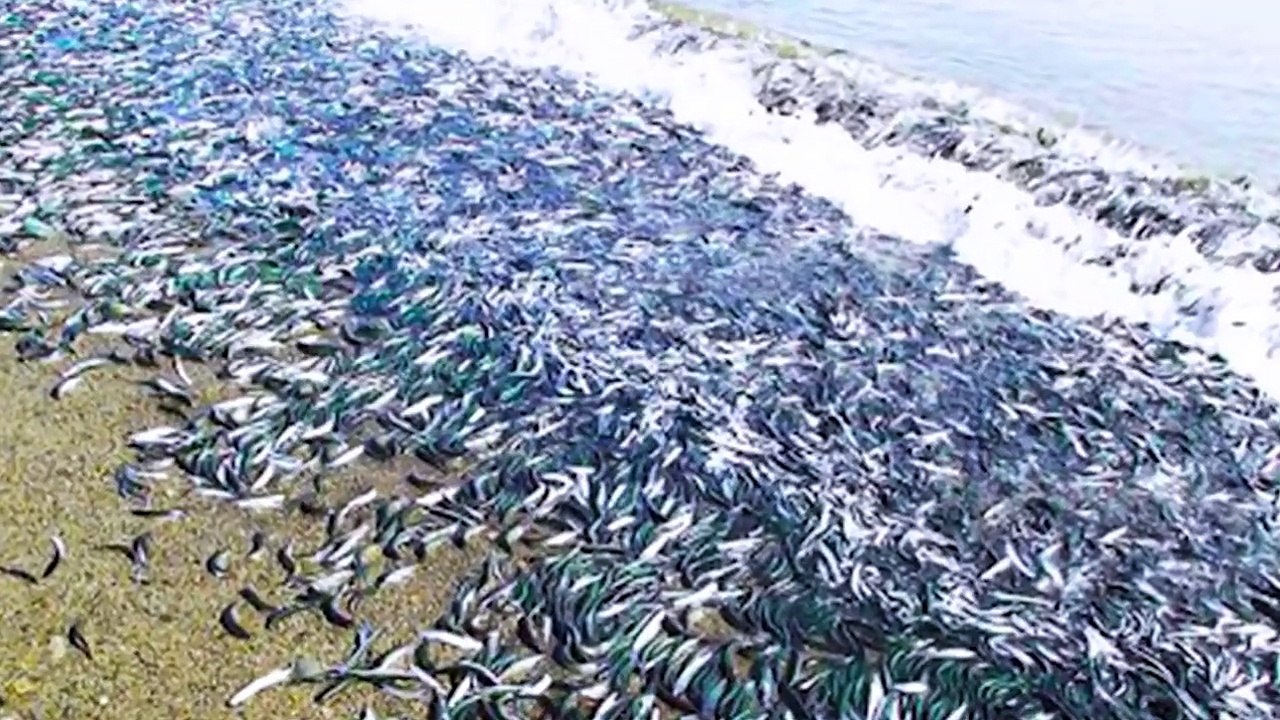 15 Strangest Things Recently Discovered In Brazil #2