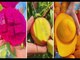 Very tasty fruit | Yellow watermelon | Asian fruit | asian new video | viral asian video | new chinese vdieo | Amazing chinese fruits | Wow Amazing fruits | new video india