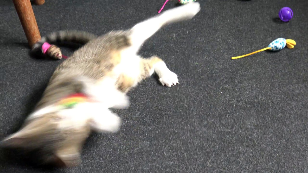 Adorable Little Cat Plays with Feathers
