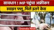 African Swine Flu Cases: Madhya Pradesh में 10 सुअरों में वायरस की पुष्टि | वनइंडिया हिंदी |  *News
