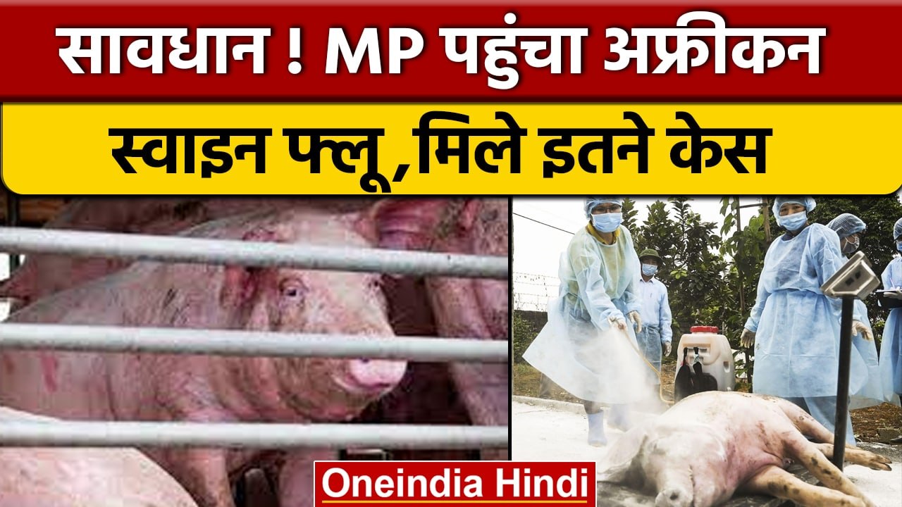 African Swine Flu Cases: Madhya Pradesh में 10...
