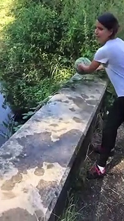 Ce chien va chercher les pastèques que sa maitresse lui lance dans la rivière